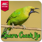 Masteran Cucak Ijo Gacor