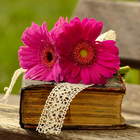 Flower Wallpaper & Nature HD