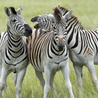 Zebra sounds