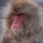 Monkey Sounds