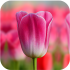 Tulip Wallpapers