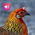Red junglefowl Female Sounds