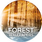 Wallpapers with Forest in 4K