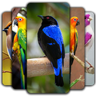 Birds Wallpaper