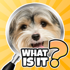 What is it?