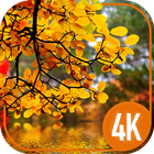 Autumn Cool Wallpapers