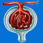 GFR Calculator