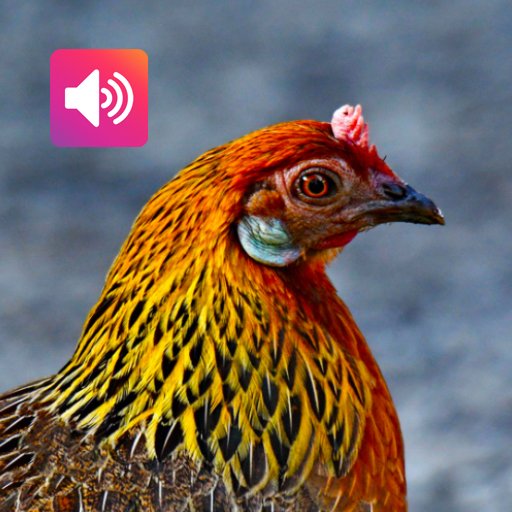 Red junglefowl Female Sounds