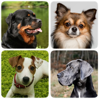 Dog Breeds - Quiz about all dogs of the world!