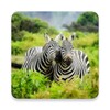 Animal Wallpaper