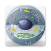 Biology - Lectures