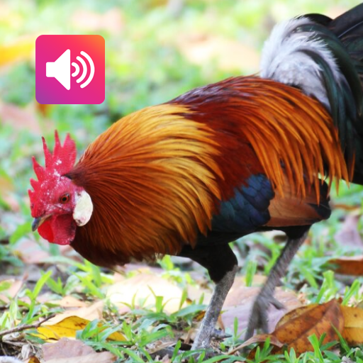 Red Junglefowl Sounds